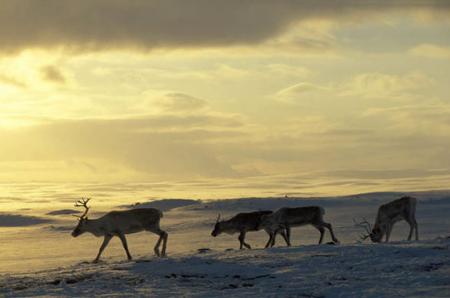 SIXIEME HISTOIRE .....LA FEMME LAPONE ET LA FINNOISE